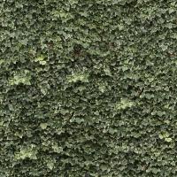 photo texture of ivy seamless 0001
